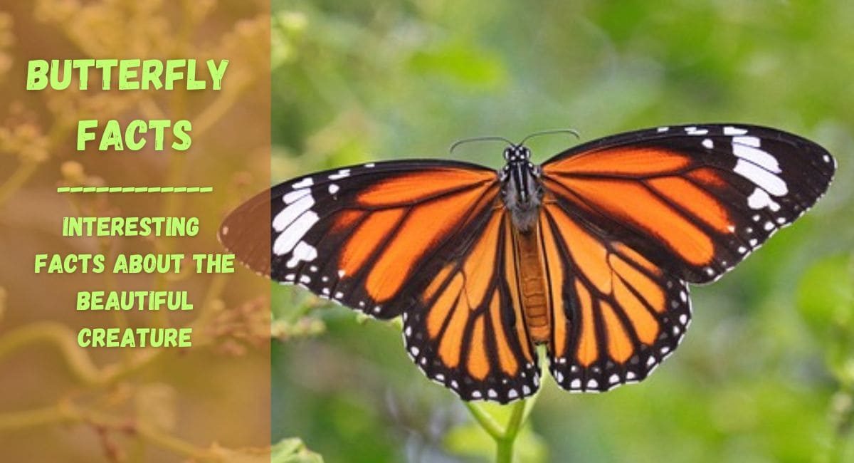 butterfly facts