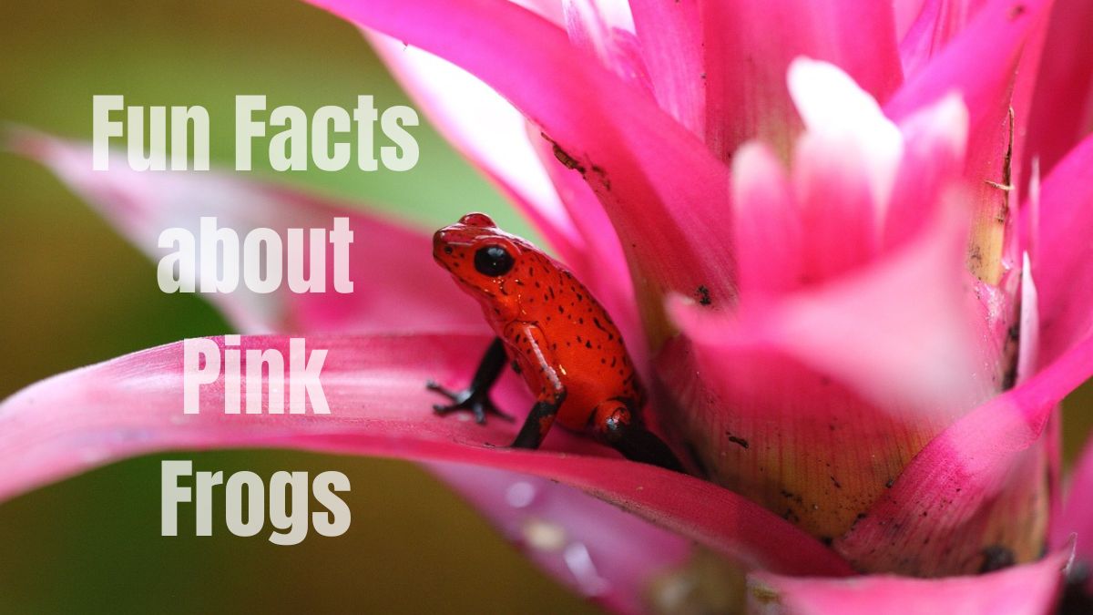 Fun Facts about Pink Frogs