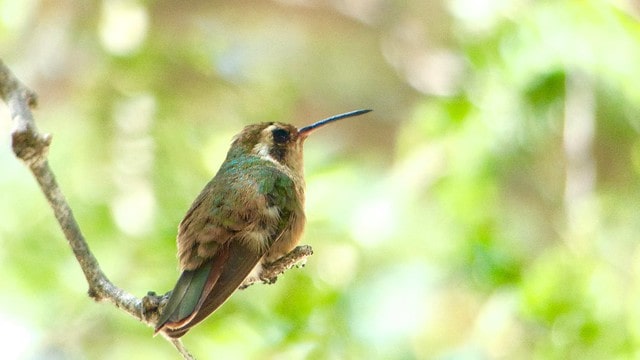 Animals That Start With X- Xantus's Hummingbird