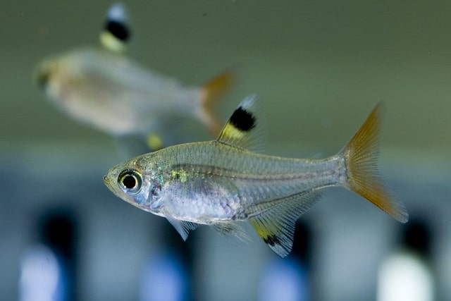 Animals That Start With X- X-Ray Tetra