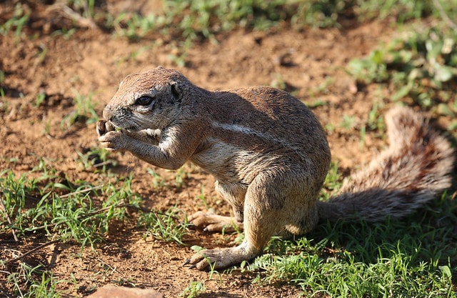 Animals That Start With X- Xerus (African Ground Squirrel)