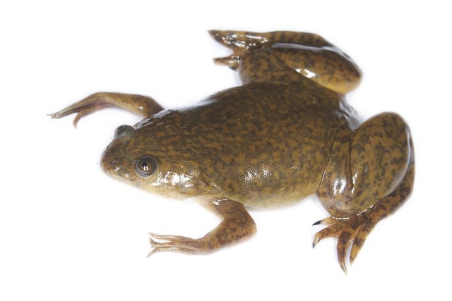 Animals That Start With X- Xenopus (African Clawed Frog)